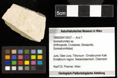 Foto (Objekt + Etiketten) von Goniodromites sp. 